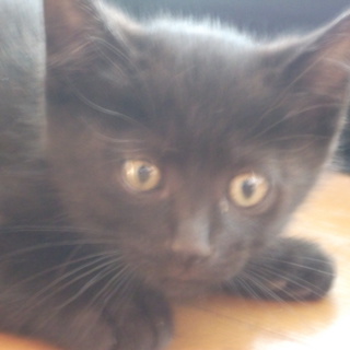 黒ネコ３兄弟もらってください