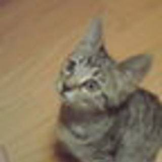 マンションの植え込みに捨てられていました