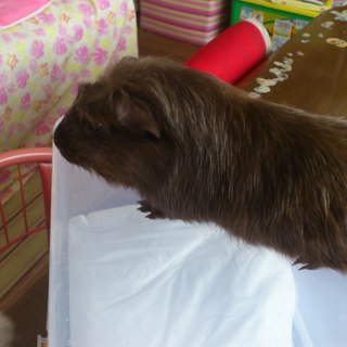 モルモット里親様募集です。