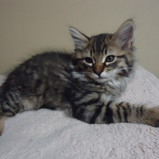 元気な４にゃん子猫の一匹です！