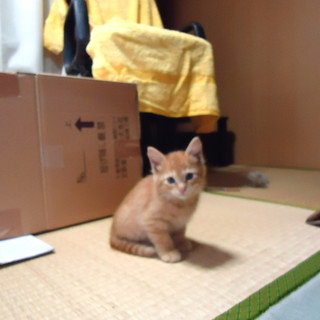 元気な４にゃん子猫の一匹です！