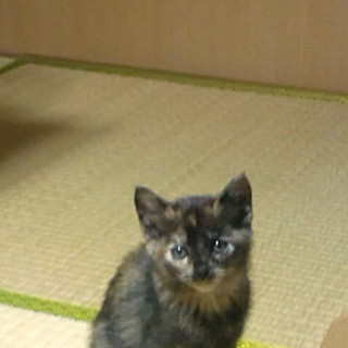 元気な４にゃん子猫の一匹です！