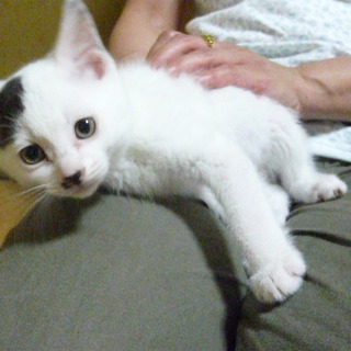 愛知で子猫里親募集中
