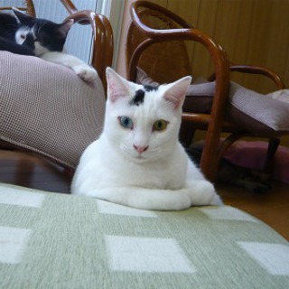 運命の里親さまと出会えました