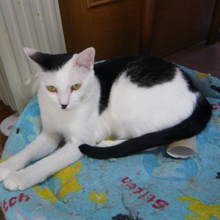 オッサン顔のメス猫、里親募集！