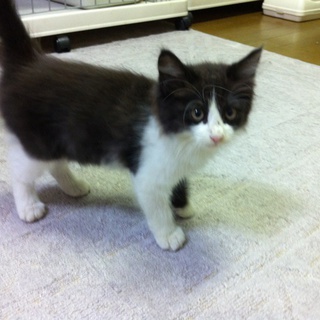 元気な二ヶ月弱の子猫です