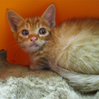 茶トラの子猫♂　里親さん募集