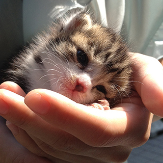生後2週間の子猫の里親になってくださる方