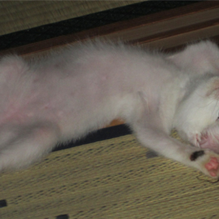 子猫♂里親さん募集