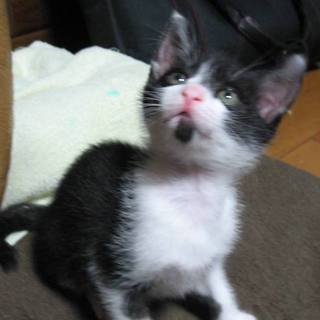 元気いっぱいの子猫です