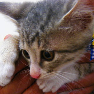 かわいい子猫の里親募集中