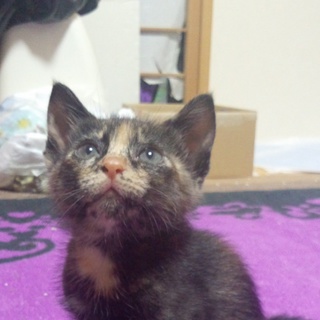 素敵な里親様に出会えました。ありがとうございました