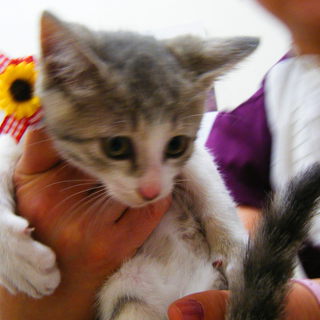 かわいい子猫の里親様募集中