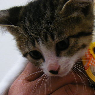 かわいい子猫の里親募集中