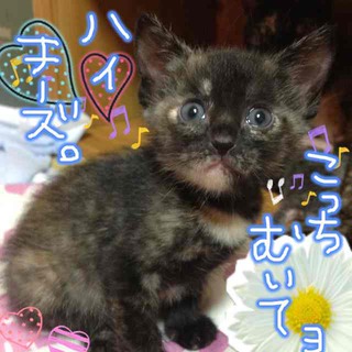 優しい里親さまに出会えました。ありがとうございました。