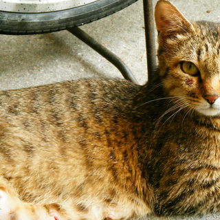 かわいいキジトラのにゃんこの里親様募集中