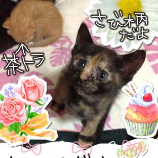 素敵な里親様に出会えました。ありがとうございました。