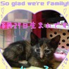素敵な里親様に出会えました。ありがとうございました。 サムネイル3