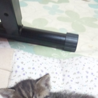 一人っ子の娘さんの妹になりなりました。