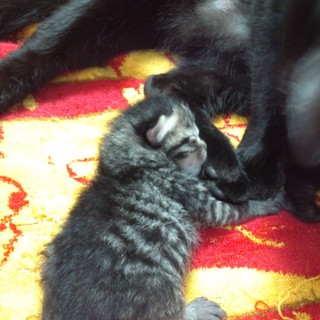 昨日産まれたばかりの三つ子ちゃんです