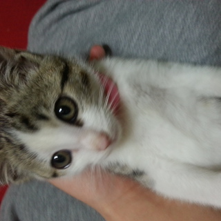 かわいさ保証できます(*^^*)