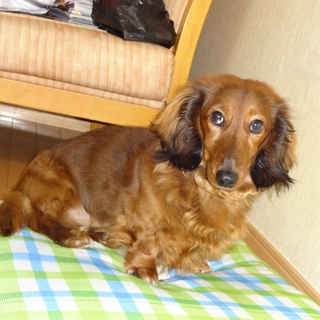 [一時募集終了]人懐っこく可愛い♂のミニチュア・ダックスです。