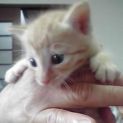かわいい子猫産まれました。もらってください。