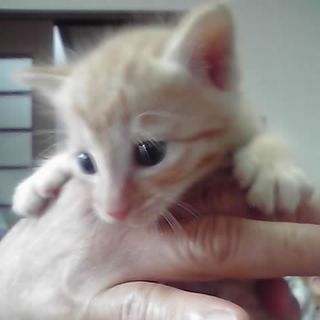 かわいい子猫産まれました。もらってください。