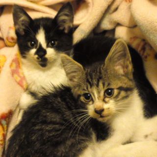 子猫の里親さん募集