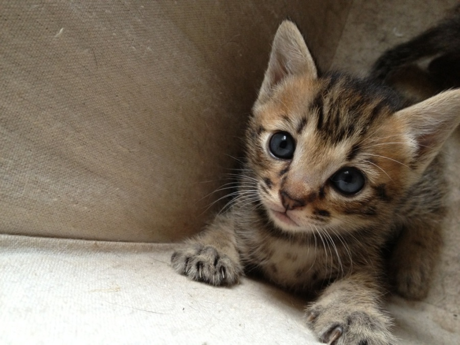 里親募集 サムネイル6