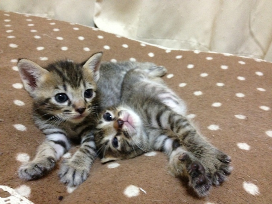 里親募集 サムネイル1