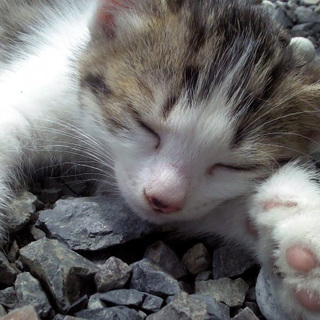 子猫の里親さん募集