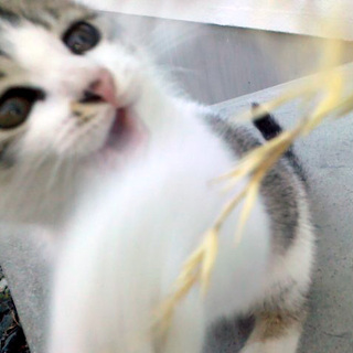 子猫の里親さん募集