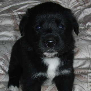 子犬の里親募集