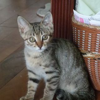 お眼目くりくりキジトラのくりちゃん（仮名）