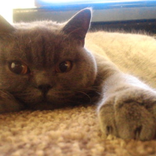 猫（ブリティッシュショートヘアー）里親募集