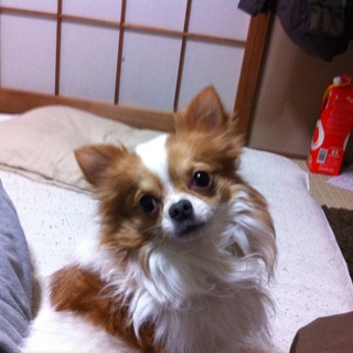 ルルの飼い主になっていただける方探しております