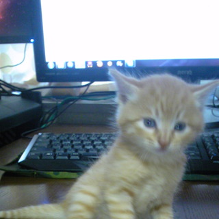 山形県内で探してます！