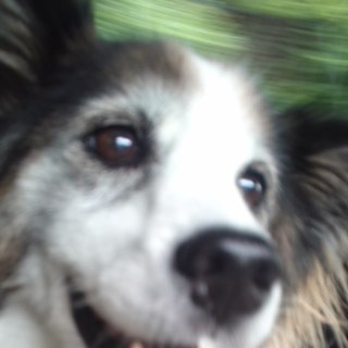 セッターミックスの女の子里親募集中！