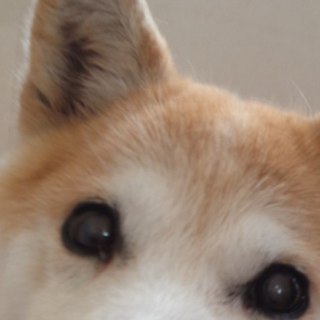 柴犬おばあちゃんの里親様募集！