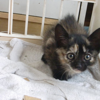 よろしくお願いします