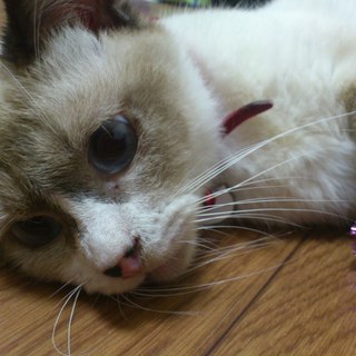 シャムmix★美猫