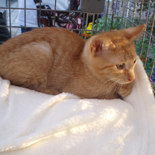 美形茶虎子猫！！