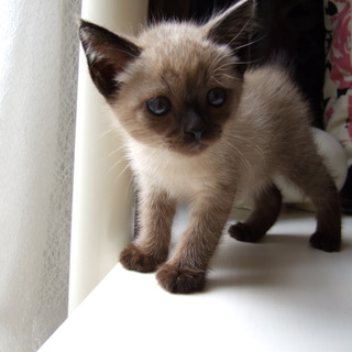 里親様が見つかりました！有難うございました！