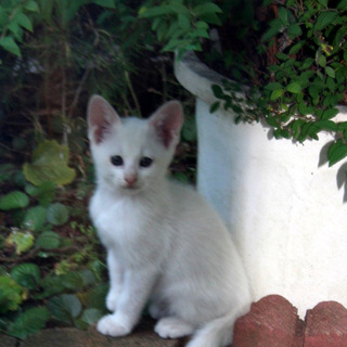 無事２匹の里親が決まりました。