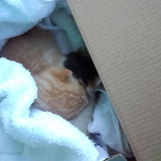 ご協力ありがとうございました