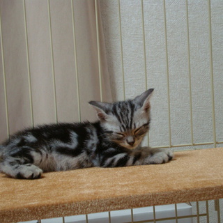 ２ヶ月過ぎのアメショ♂の里親募集