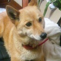 柴犬MIX・♀・保護犬・器量良し