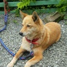 柴犬MIX・♀・保護犬・器量良し サムネイル2