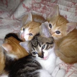 （急）子猫をもらっていただける方を探しています！